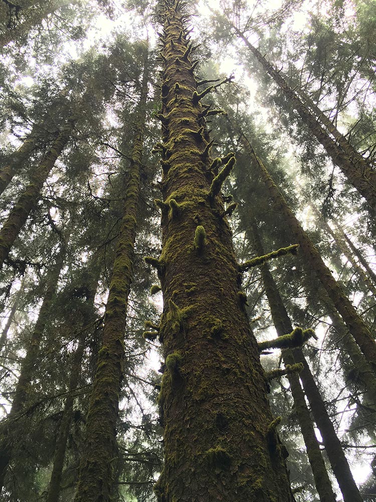 Sitka Spruce Redwood National Forest Live