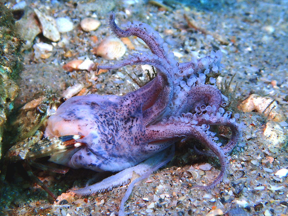 Crab Eating Juvenile Octopus Live