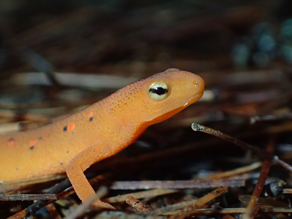 Red Spotted Newt Live