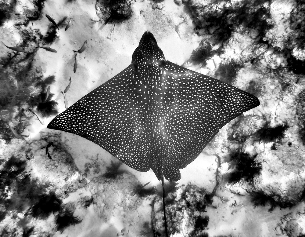 Black and White Overhead Spotted Eagle Ray Molasses Live