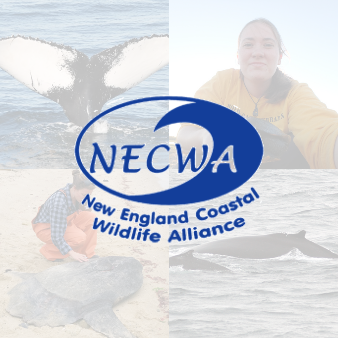 New England Coastal Wildlife Alliance - Giving Tuesday