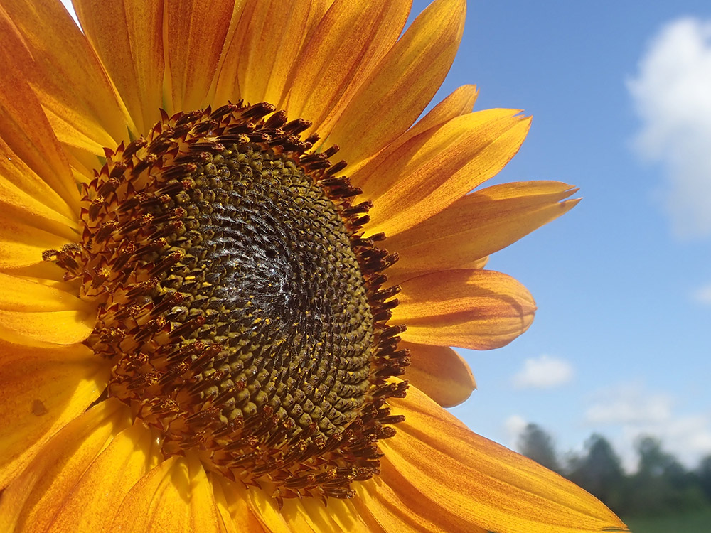 Common Sunflower Live