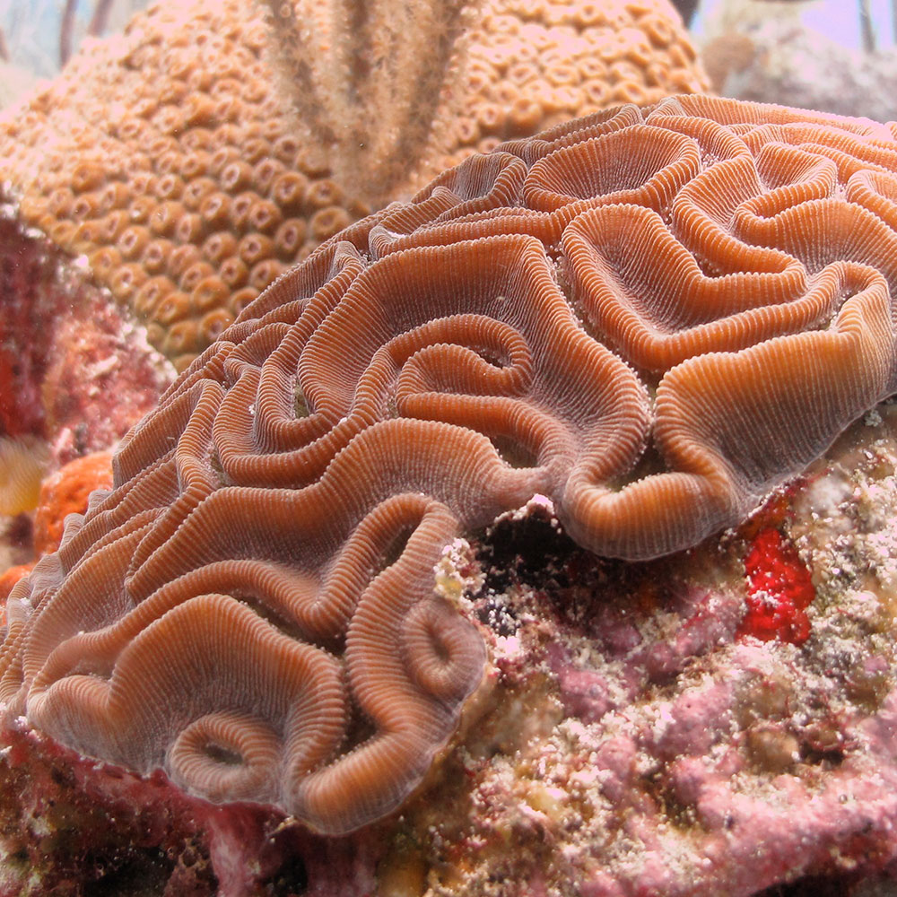 Grooved Brain Coral Live