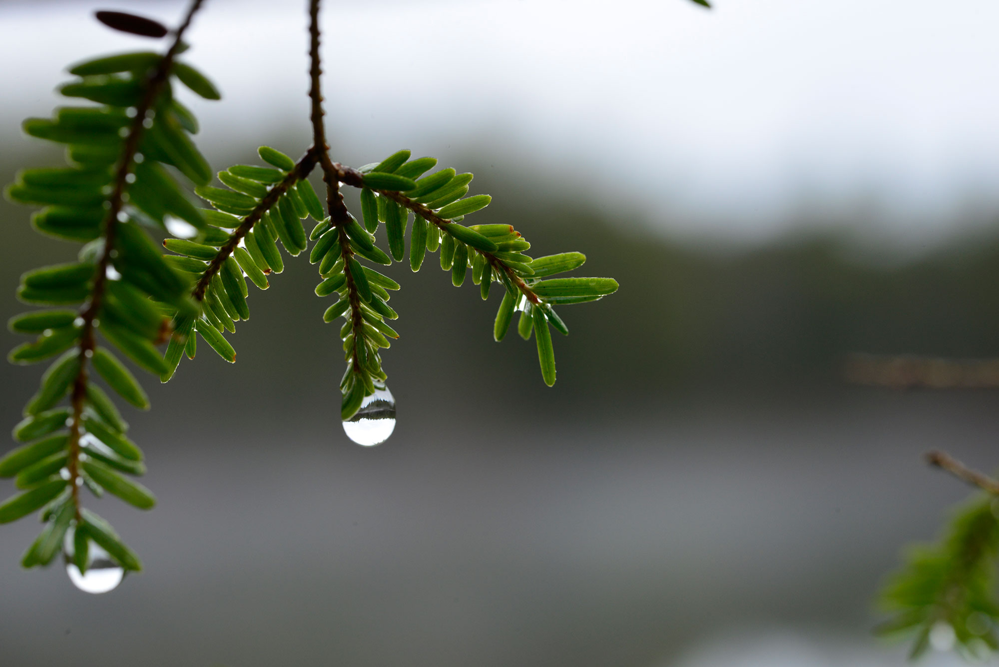 Water Drop Pine Tree Annett State Park Live
