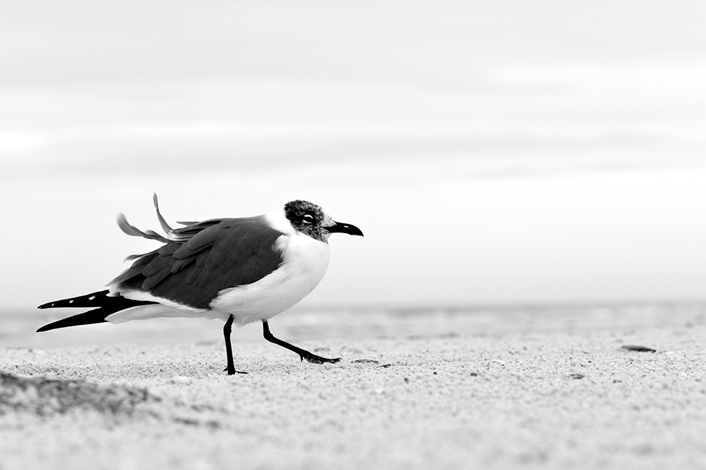 Black and White Laughing Gull DeSoto Park Live