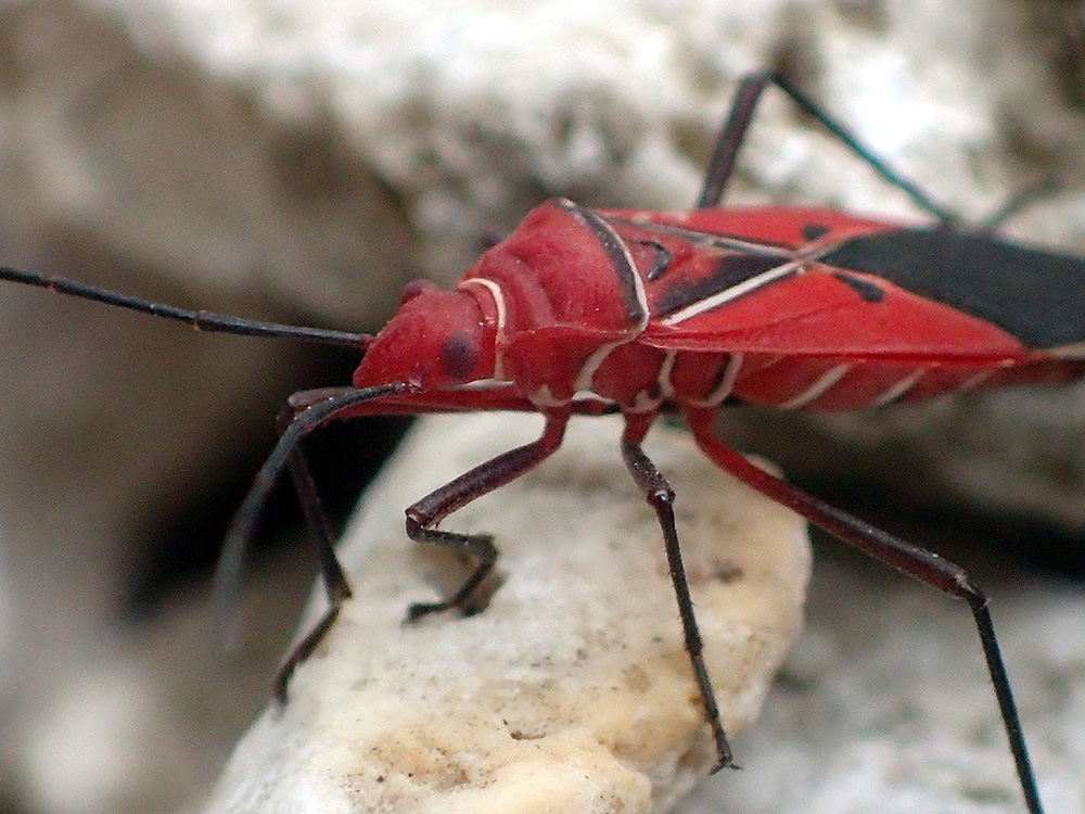 Cotton Stainer Live