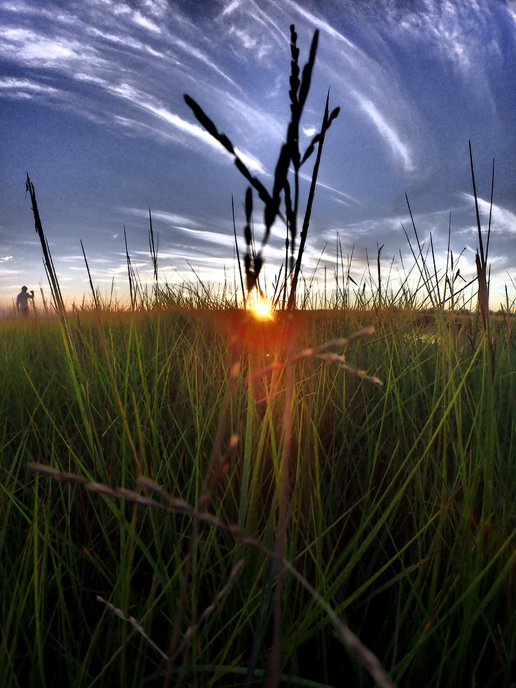 Grass Sunset Salt Flat Live