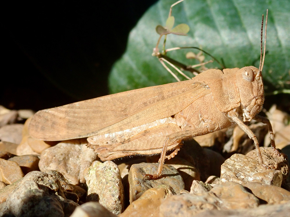 Carolina Grasshopper Camouflage Live