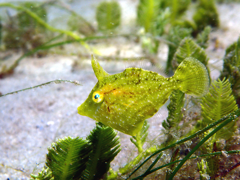 Pygmy Filefish Camouflage Live