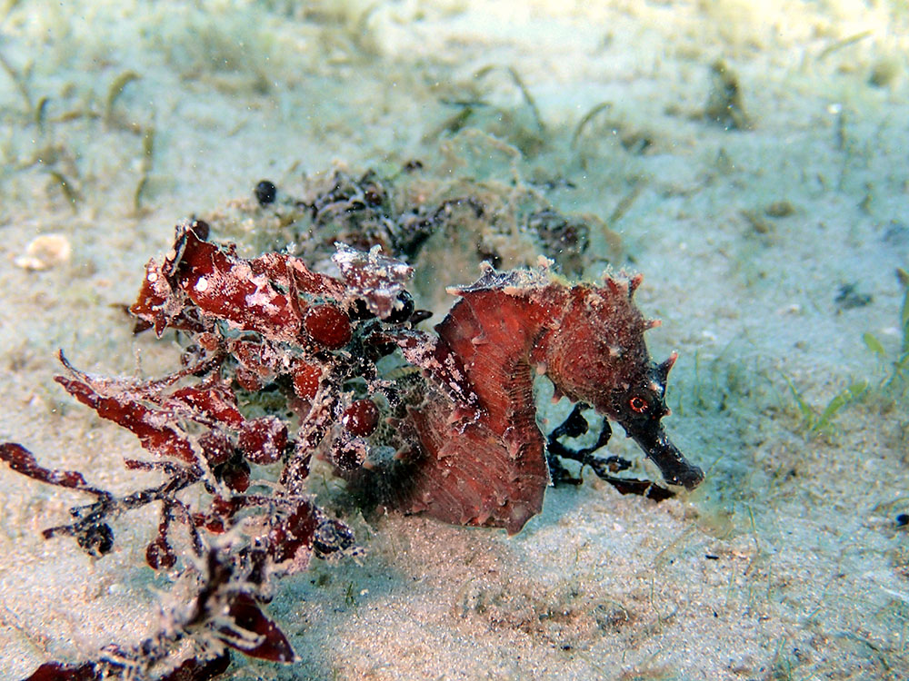 Long-Snouted Seahorse Sargassum Camouflage Live