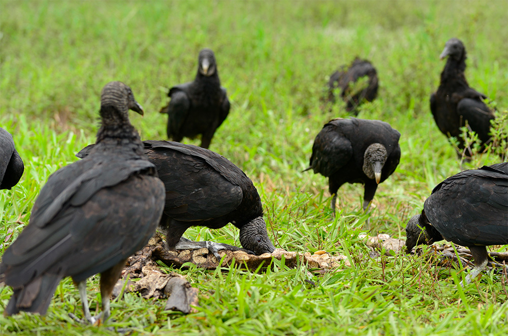 Black Vulture Alligator Live