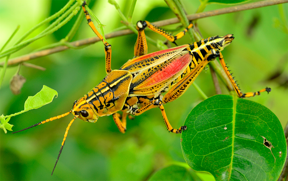 Eastern Lubber Grasshopper Live
