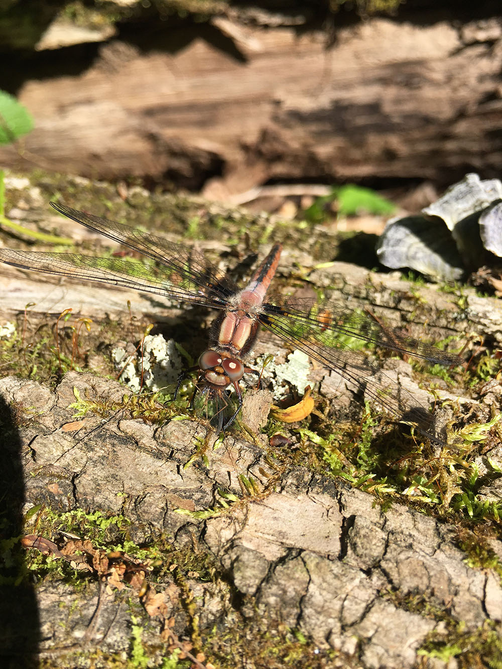 Chalk-fronted Corporal Dragonfly Live