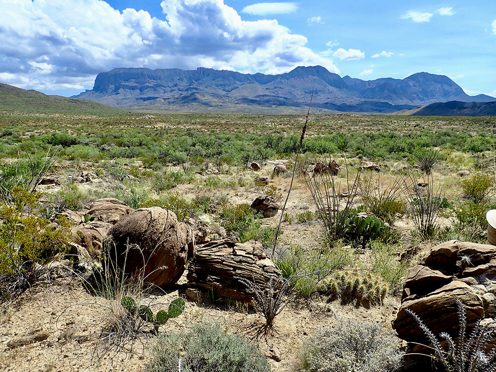 Ocotillo Croton Springs to Chisos Mountains Live