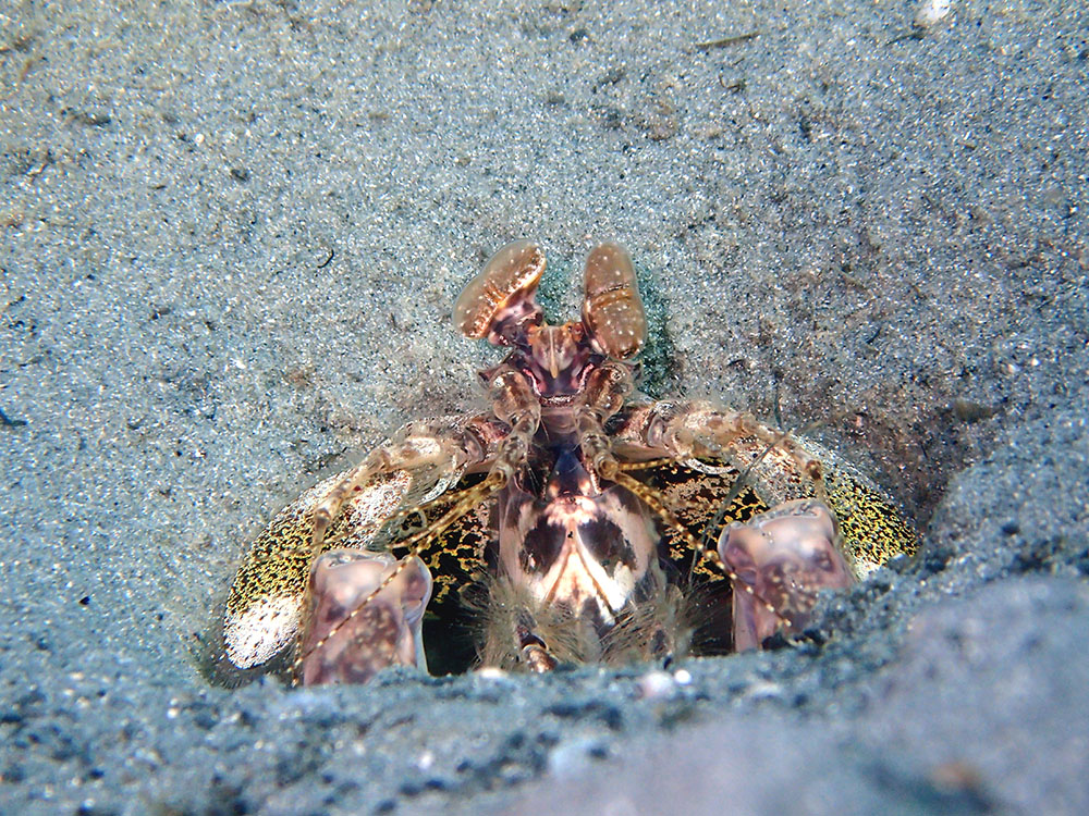 Mantis Shrimp Live