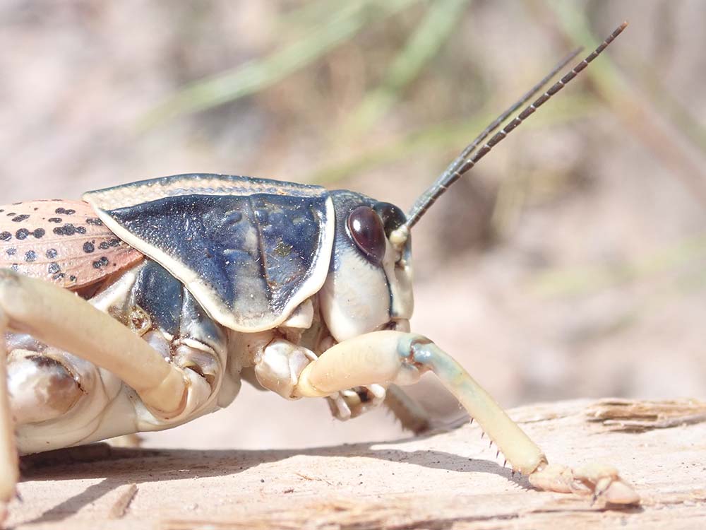 Plains Lubber Grasshopper Live