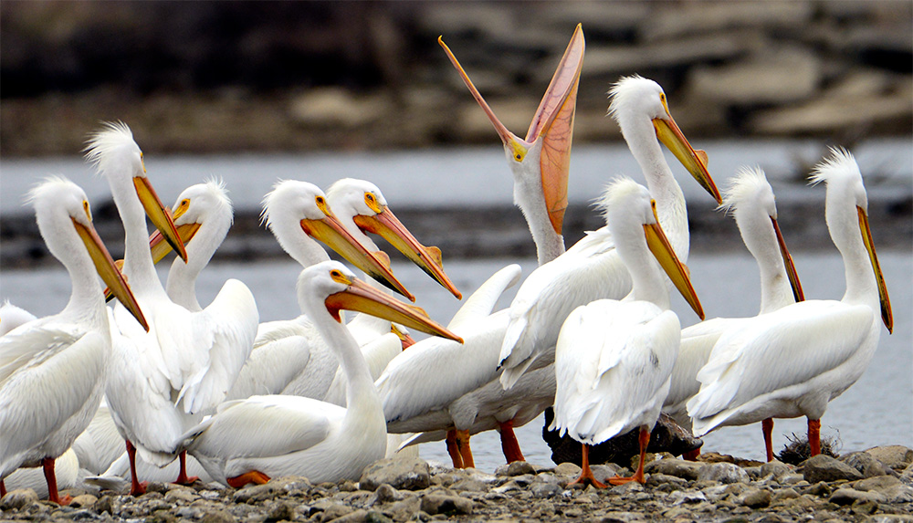 White Pelicans Eagle Creek Park Live