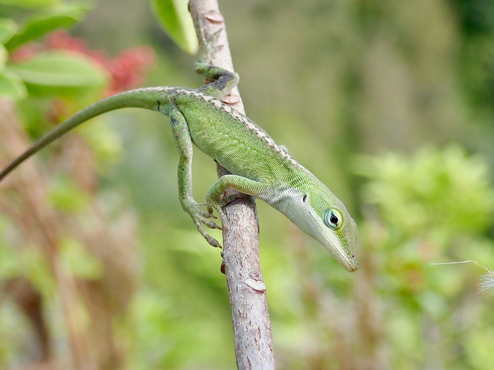 Green Anole Live