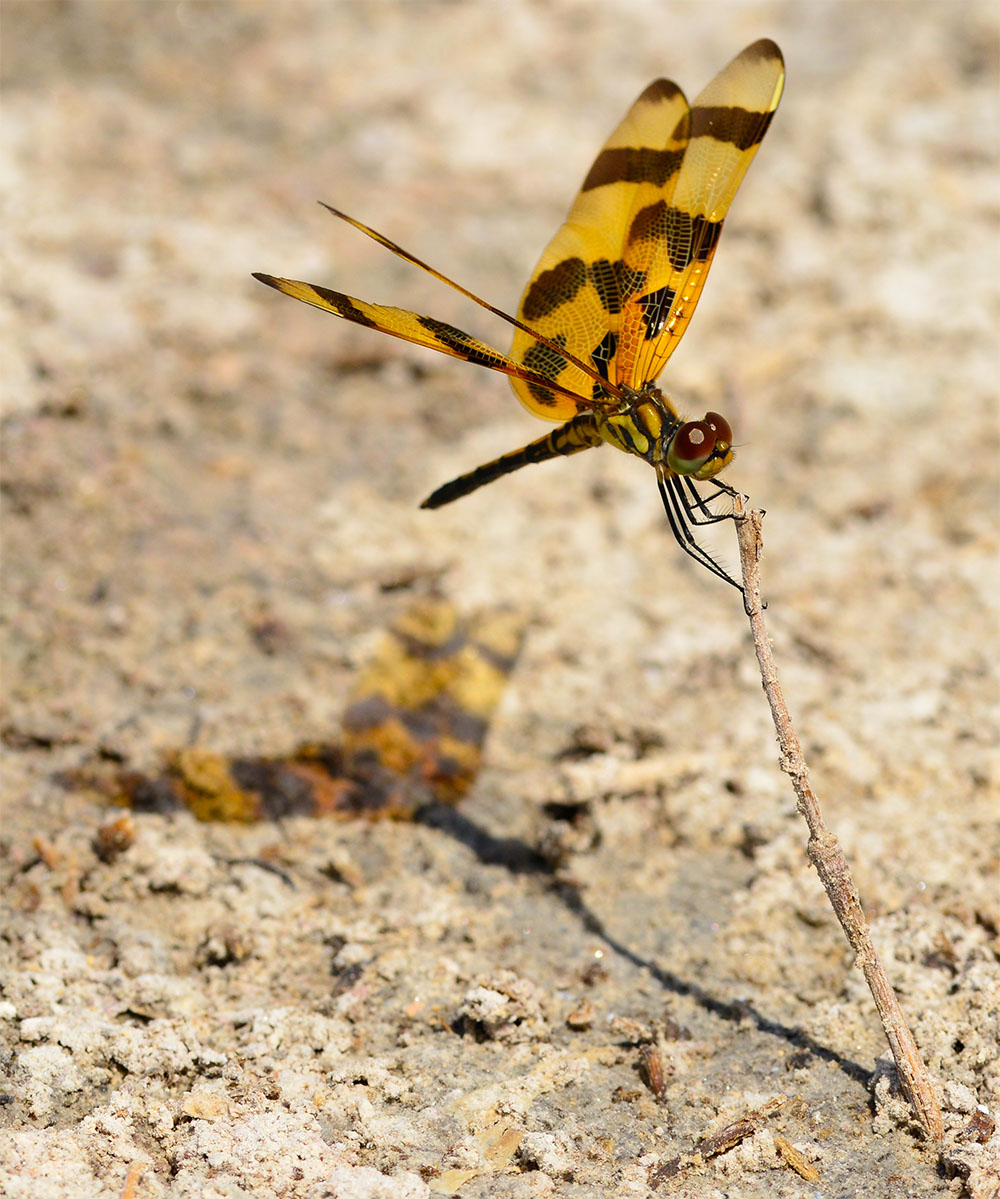 Halloween Pennant Dragonfly Live