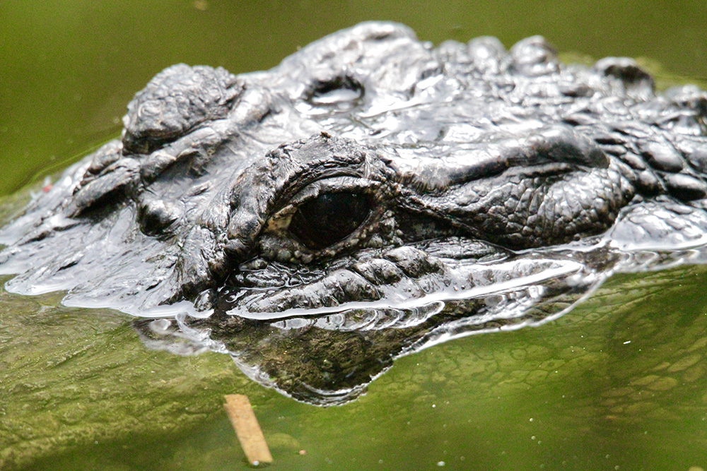 Alligator Close Up Live