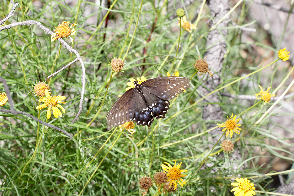 Black Swallowtail Live