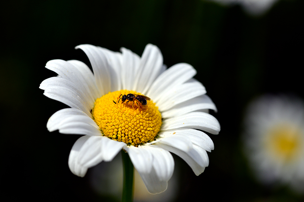 Winged Ant on a Daisy Live