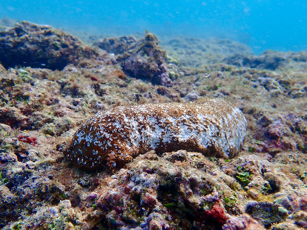 Pacific White-spotted Sea Cucumber Live