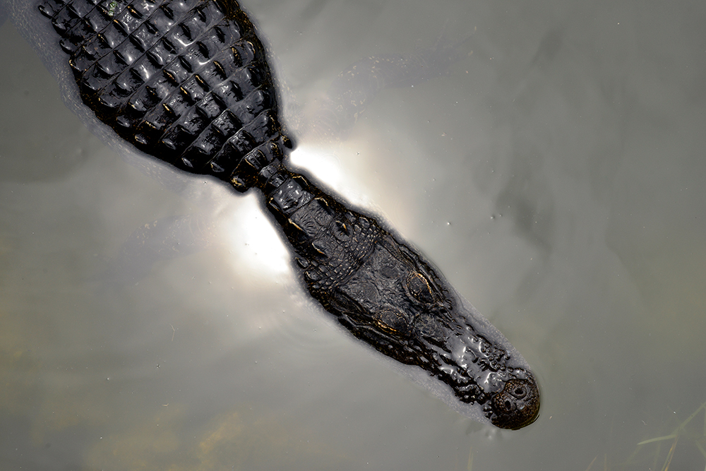 Alligator Overhead Big Cypress Live