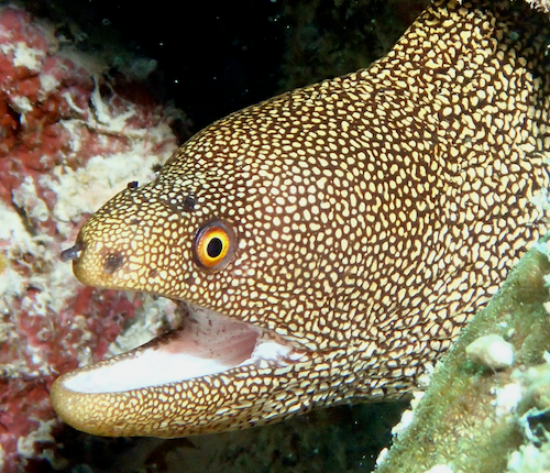 Goldentail Moray Eel Live