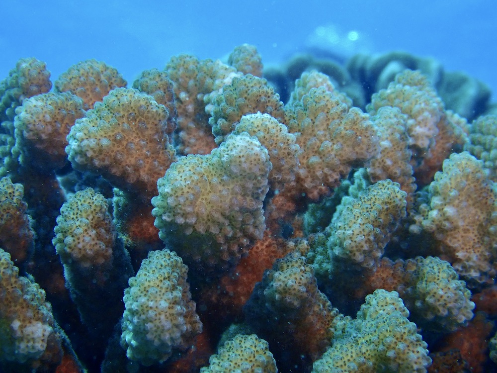 Cauliflower Coral Live