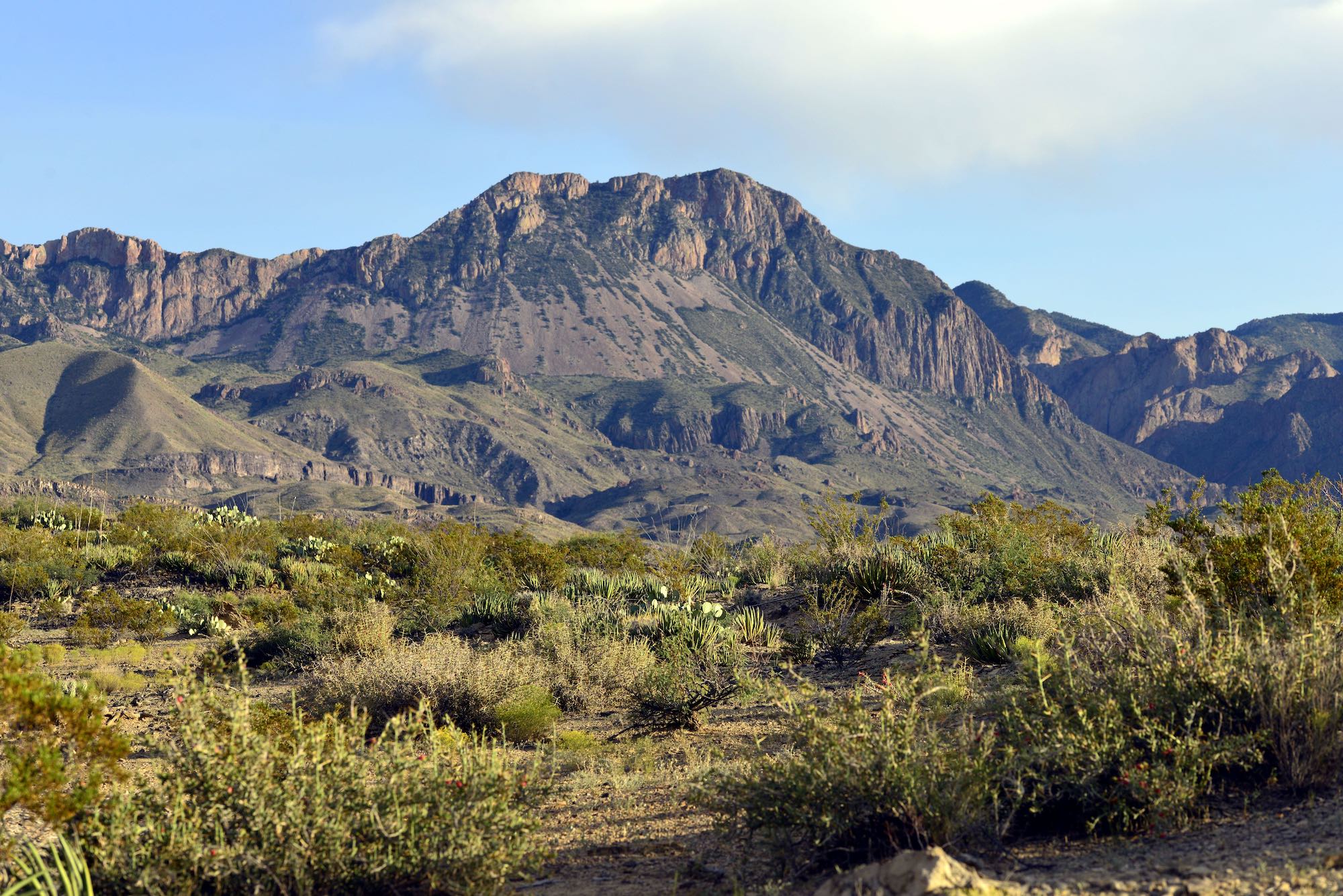 Chisos Mountains Live