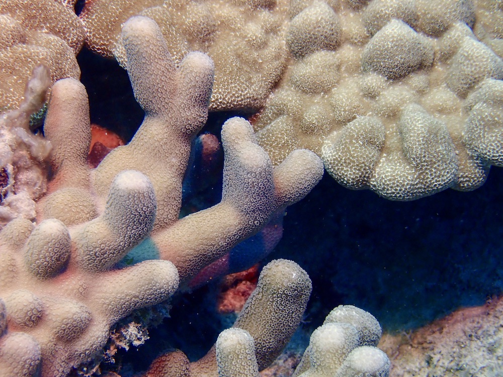 Finger Coral Live