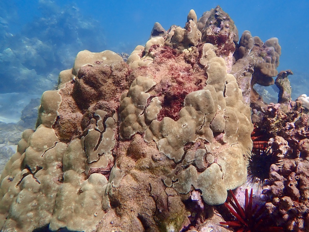Hump Coral Live