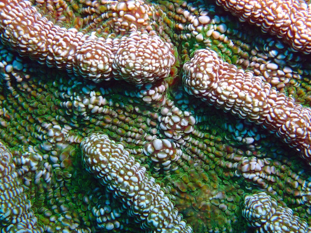 Rough Cactus Coral Live