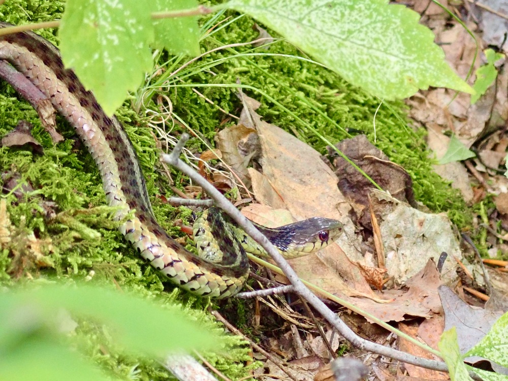 Common Garter Snake Live