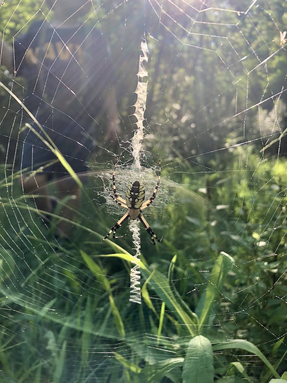 Yellow Garden Spider Live