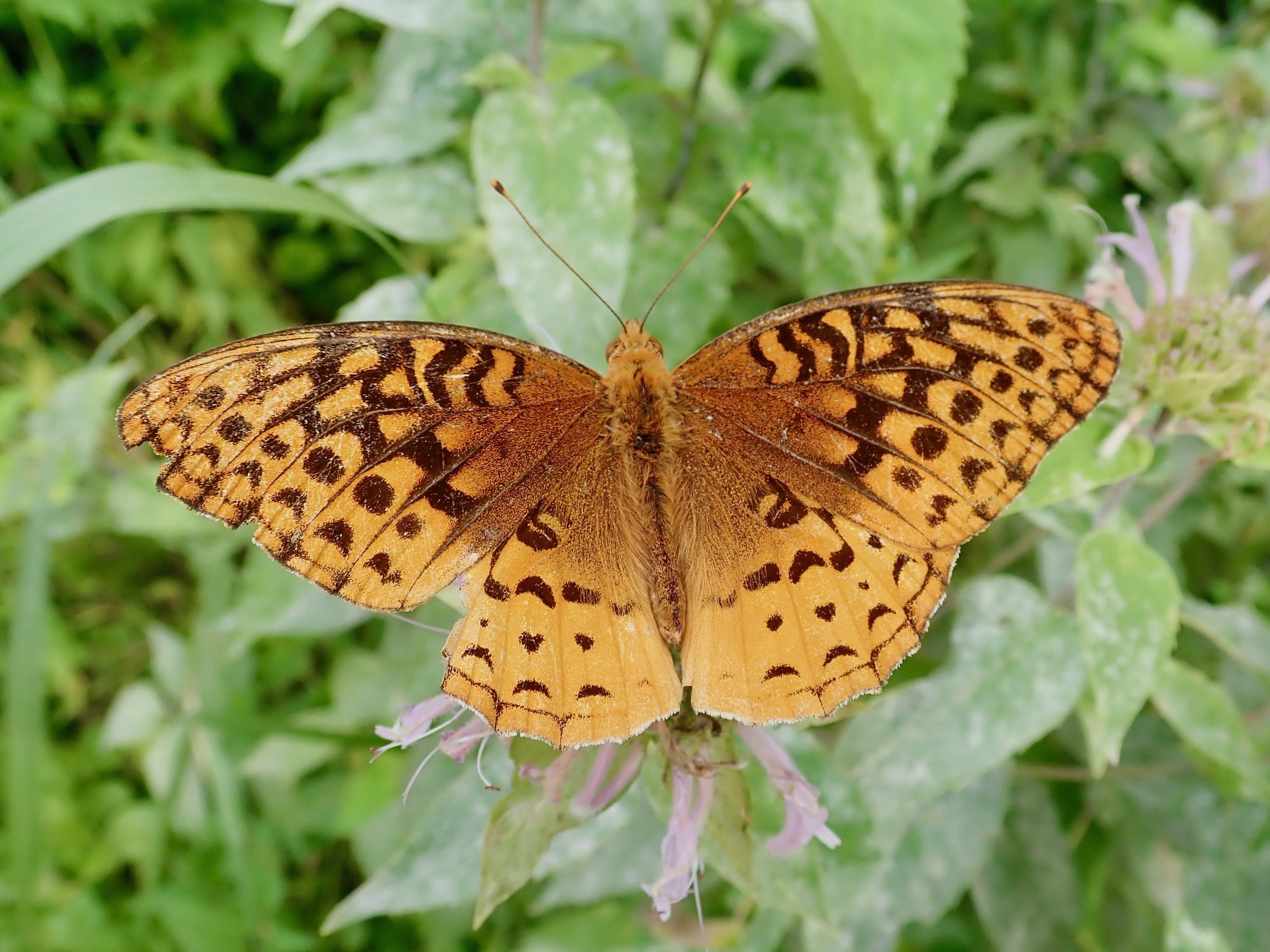 Great Spangled Fritillary Wings Out