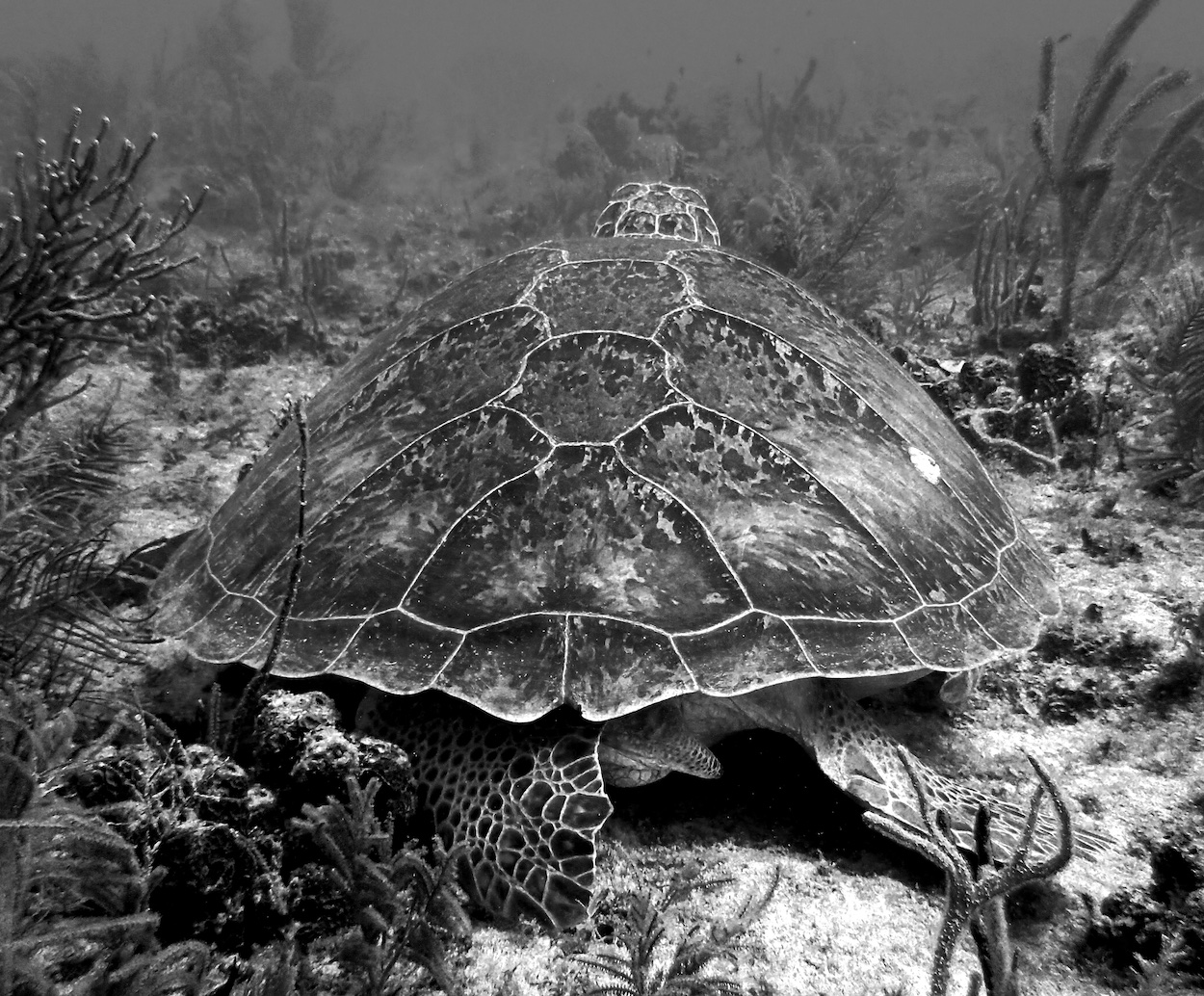 Green Turtle Black And White Live