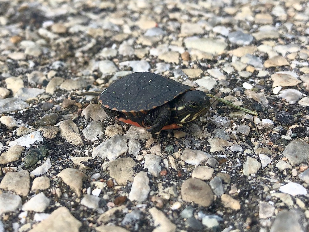 Painted Turtle Live