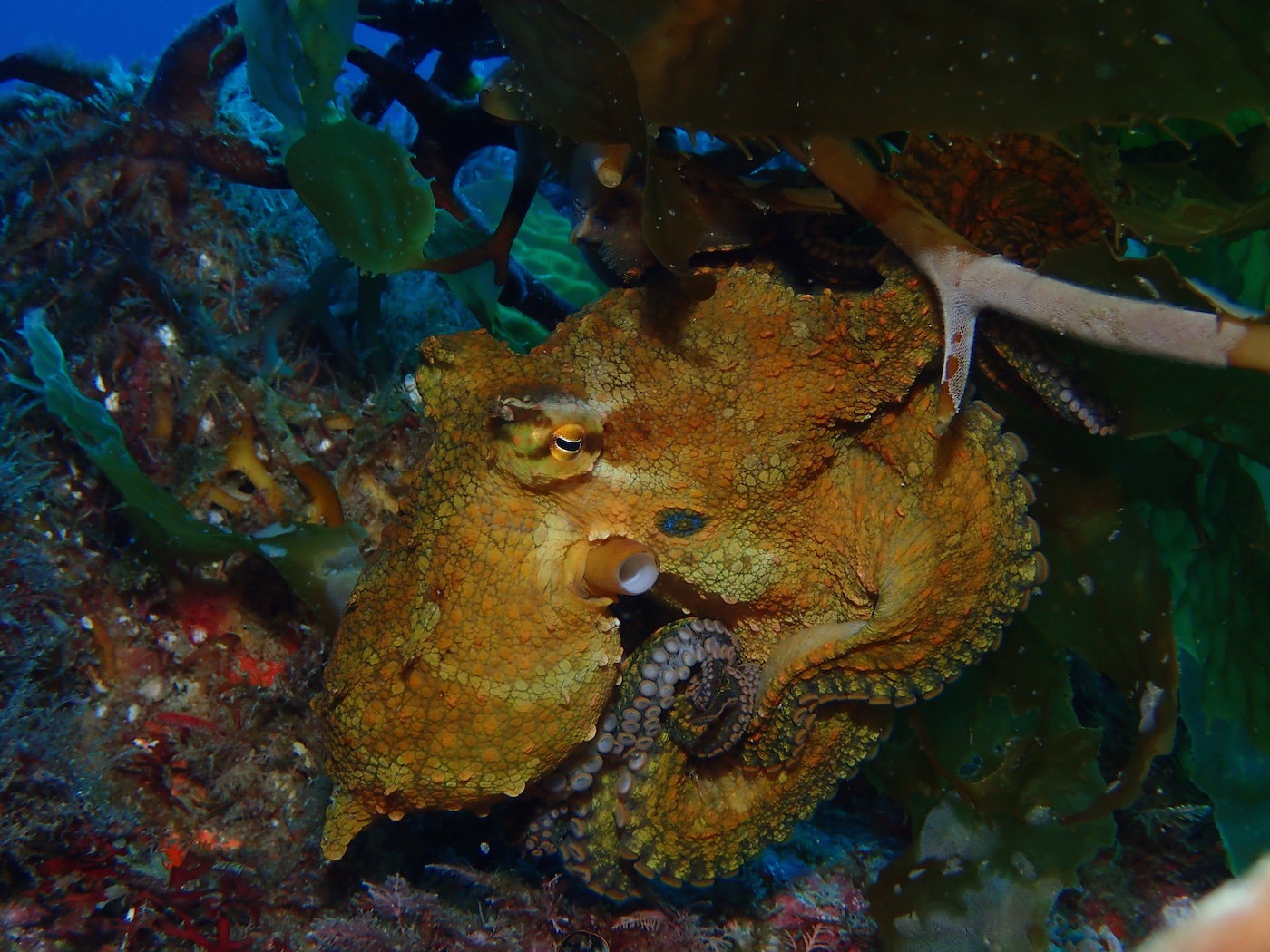 California Two-Spot Octopus Live