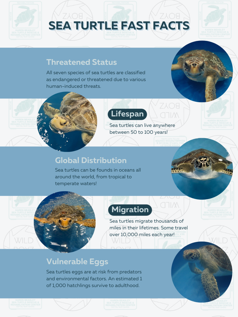 Sea Turtle Infographic - Wild Boyz Photography