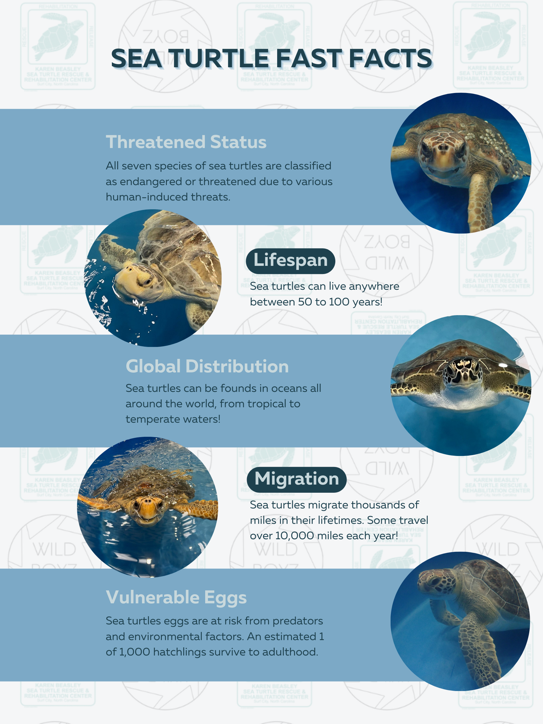 Sea Turtle Fast Facts Infographic