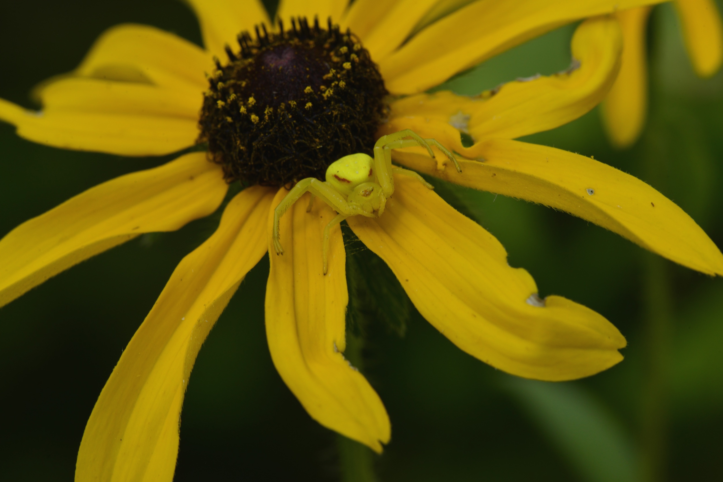 Yellow Goldenrod Crab Spider Live