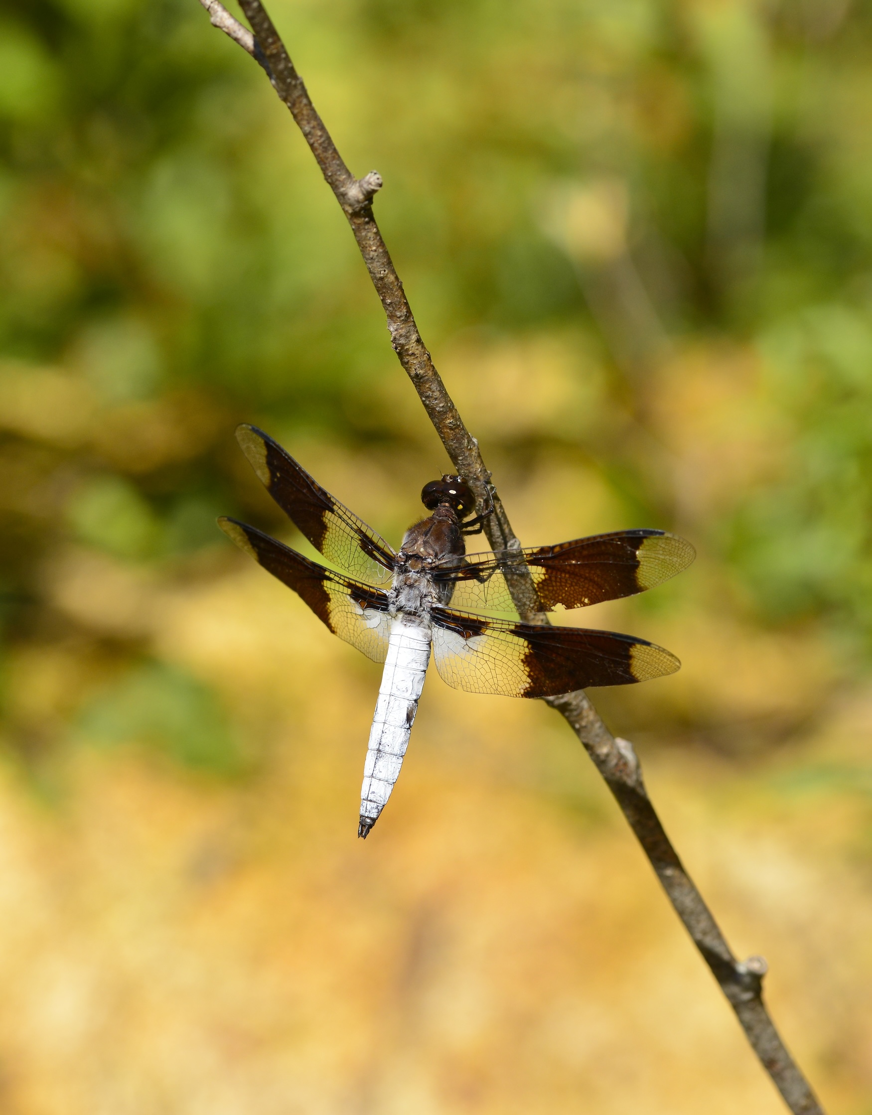 Common Whitetail Skimmer Live