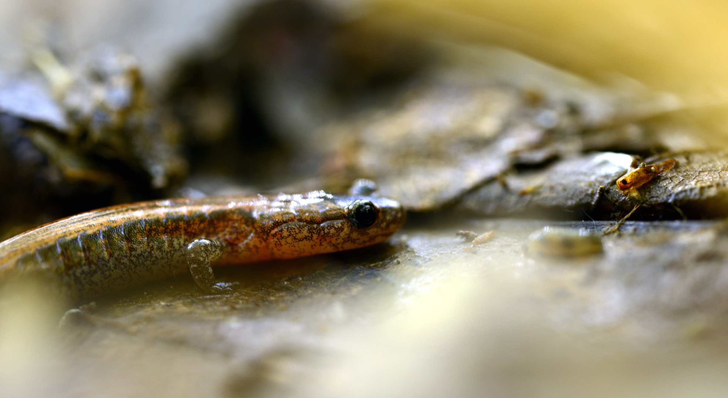 Red-backed Salamander Live