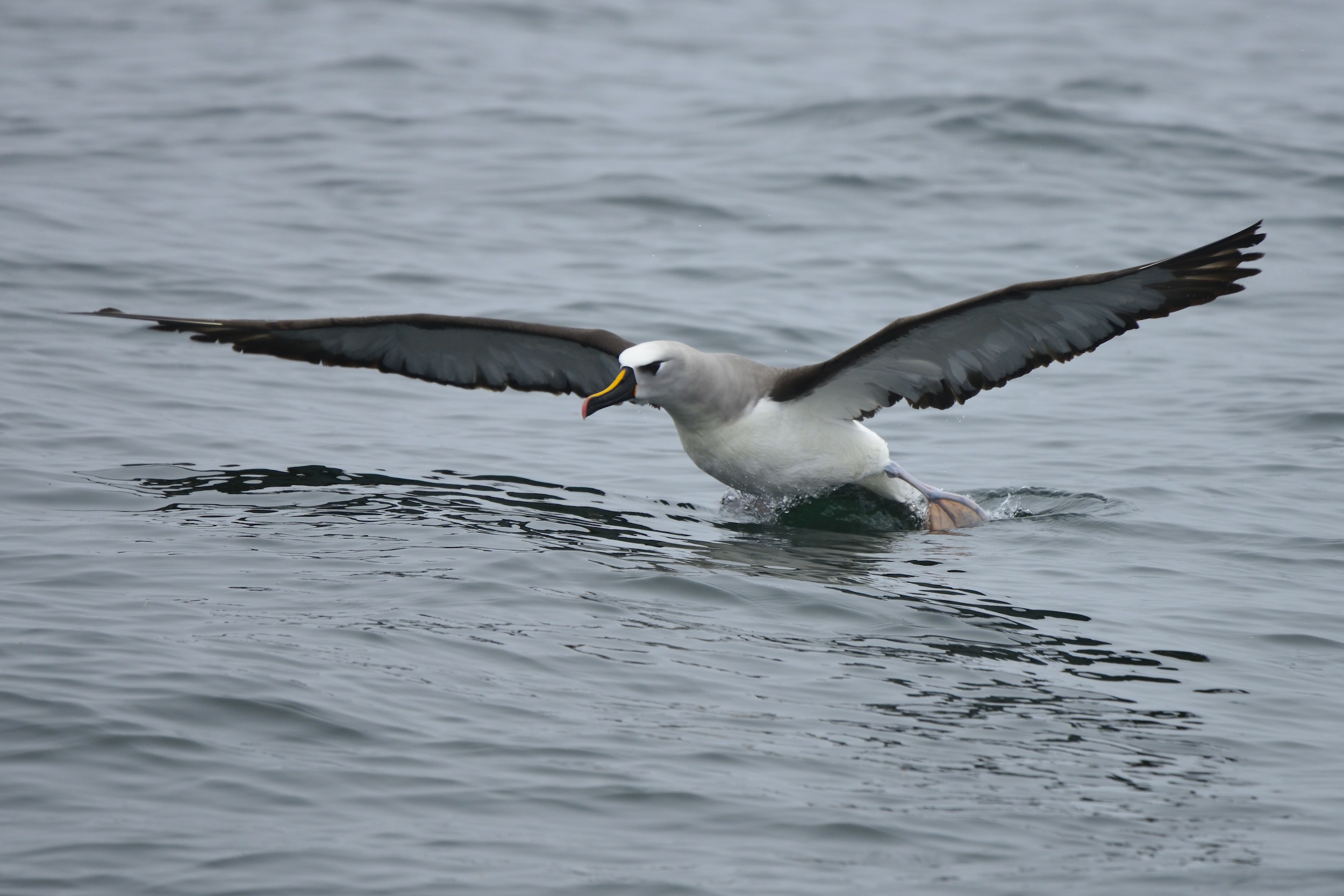 Albatross Takeoff Live