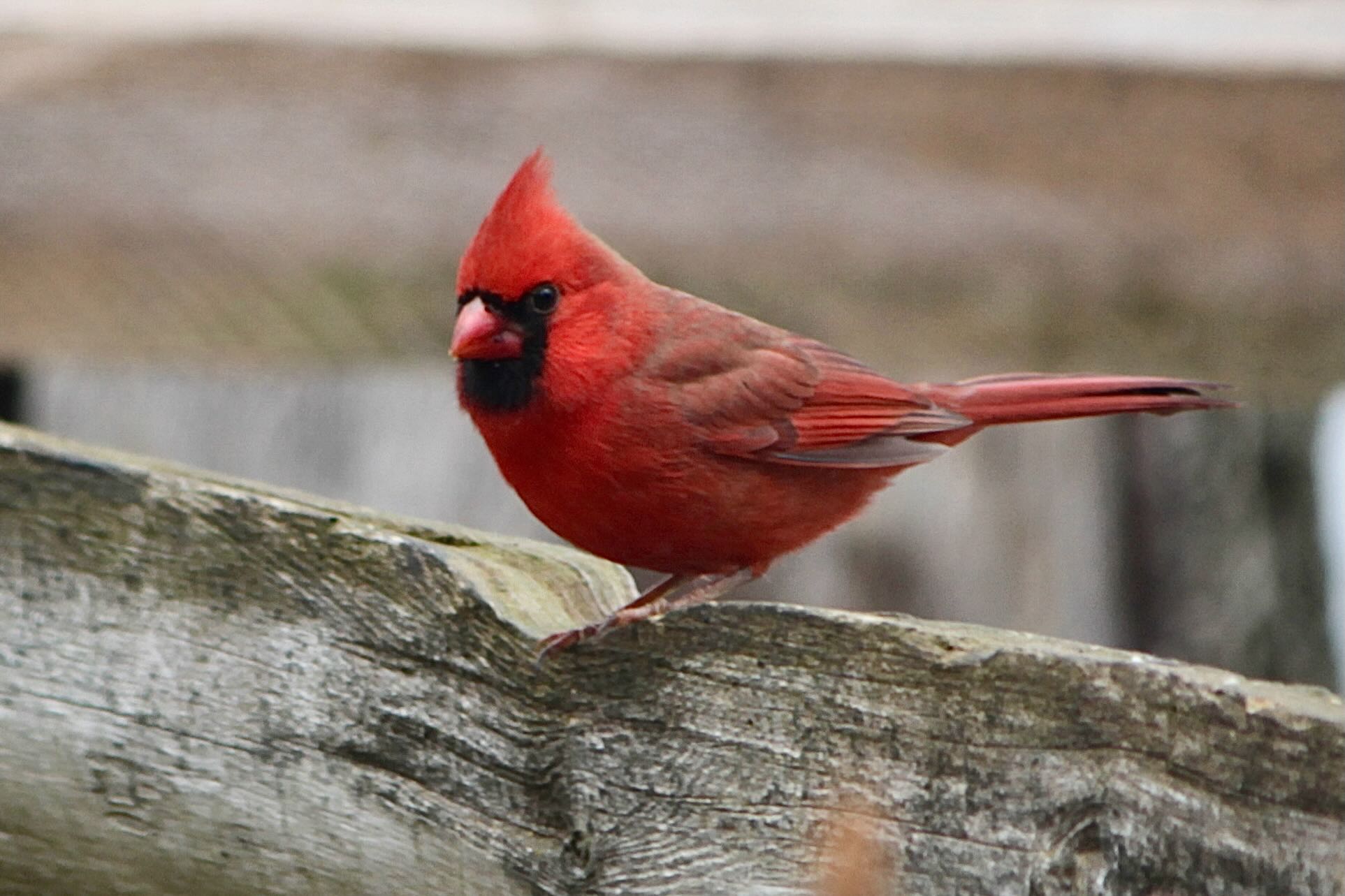 Northern Cardinal Live