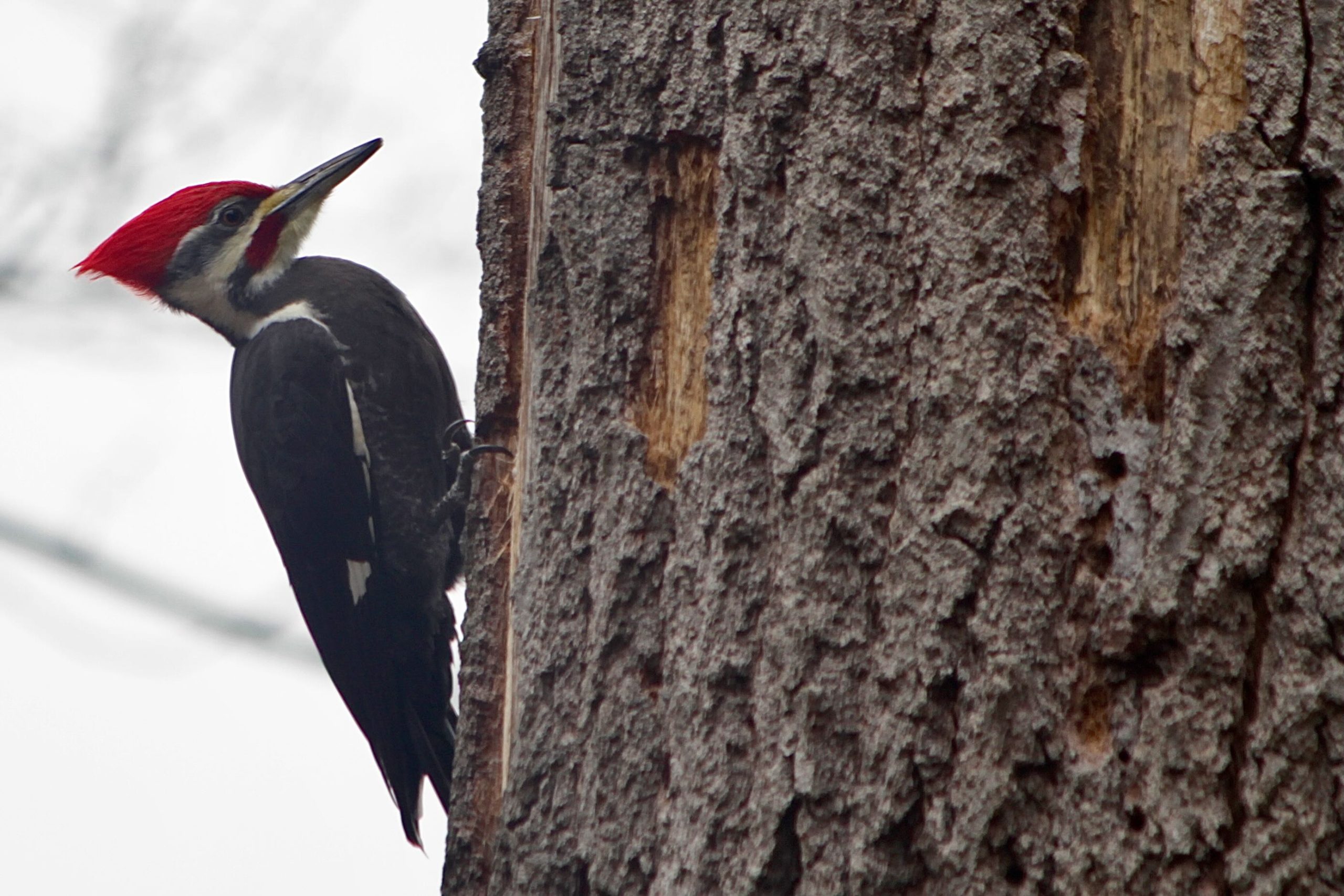 Pileated Woodpecker Live
