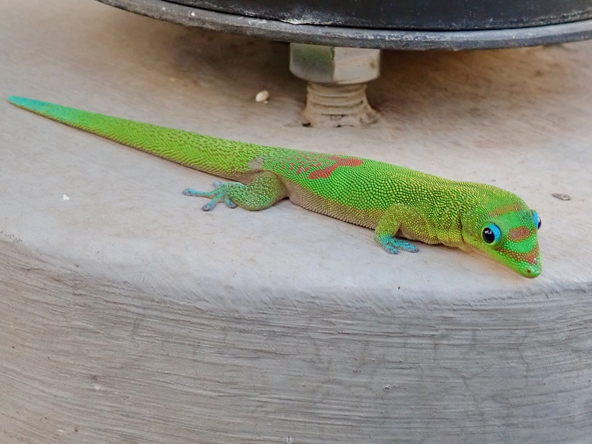 Gold Dust Day Gecko Live