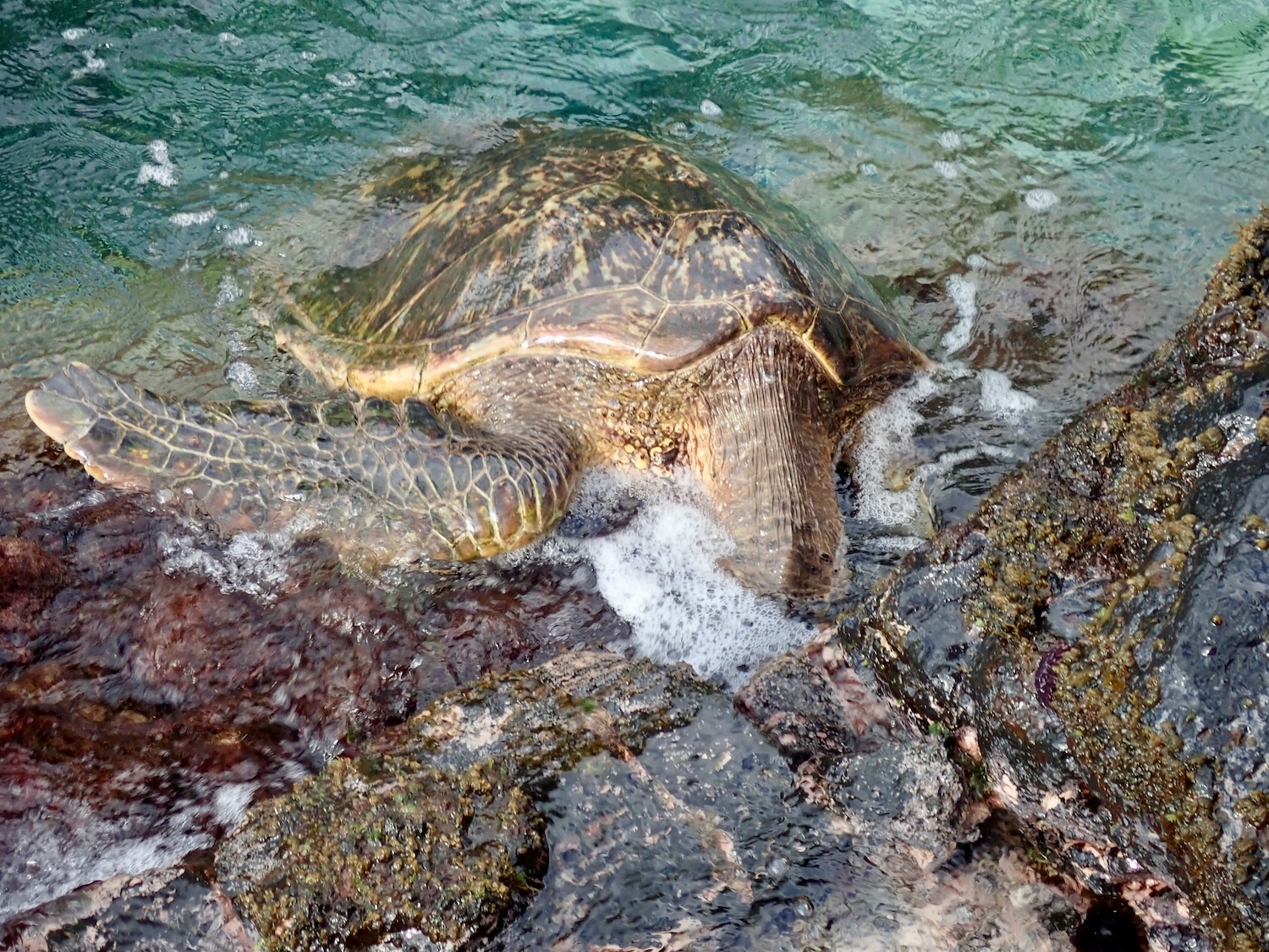 Green Sea Turtle Eating